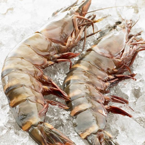 Extra large black tiger prawns. sent live frozen